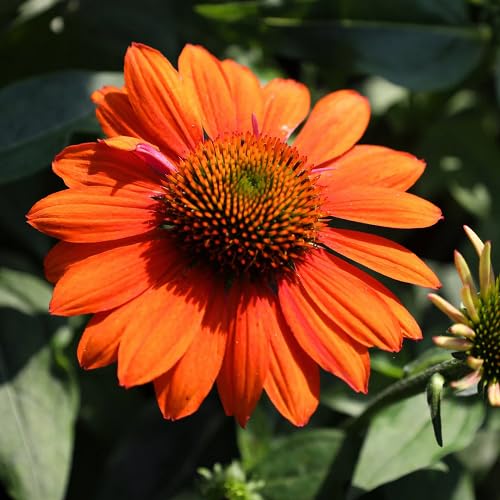 orange echinacea flower seeds