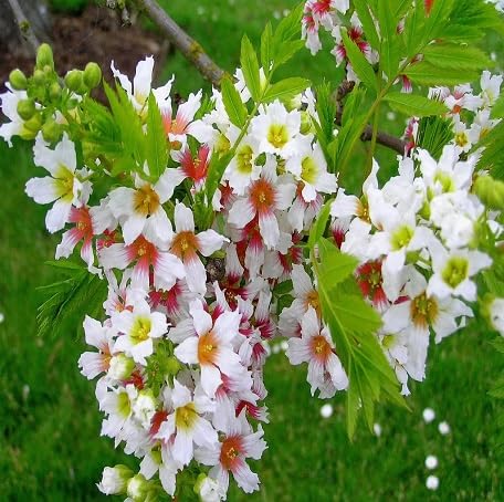 Red Yellow Xanthoceras Flower Seeds