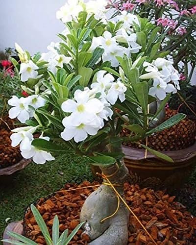 white adenium obesum flower