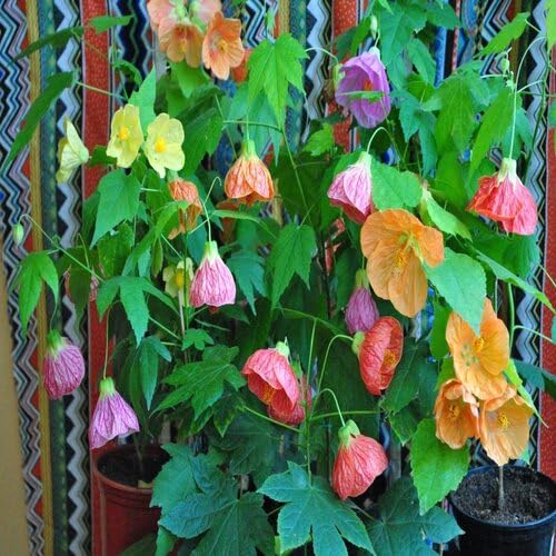 Mixed Abutilon Flower Seeds