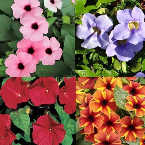 Thunbergia Alta Flower Seeds