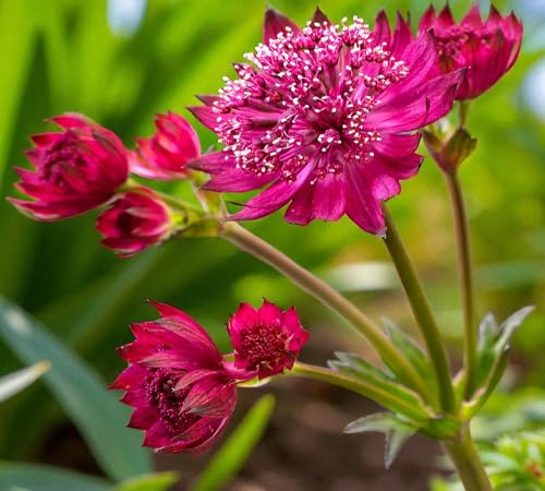 Red Astrantia Flower Seeds