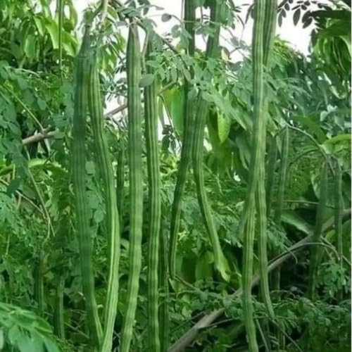 Oleifera vegetable seeds - Heirloom, Organic, Non Gmo Garden Seeds for kitchen garden planting