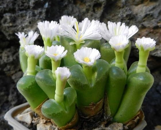 Gibbaeum Petrense Flower Seeds