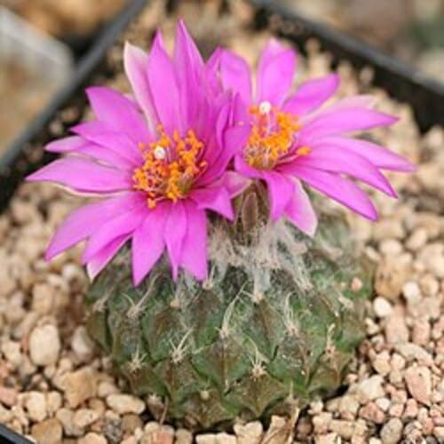 Pelecyphora strobiliformis Flower Seeds