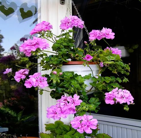 Purple Climbing Geranium Flower Seeds