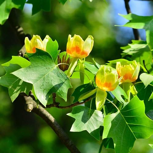 Yellow Tulip Tree Seeds