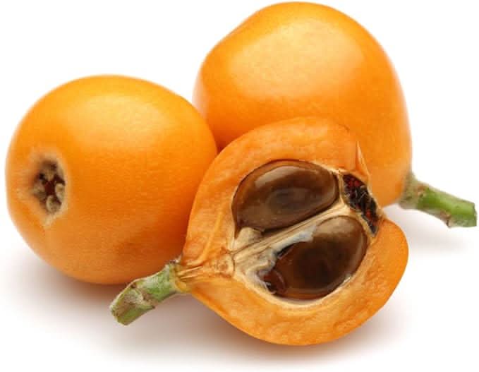 loquat shrub for planting eriobotrya japonica home garden heirloom and gmo free Fruit seeds