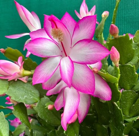 Pink White Schlumbergera Flower Seeds