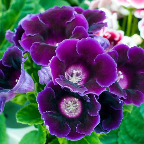 Violet Dark Sinningia Gloxinia Flower Seeds