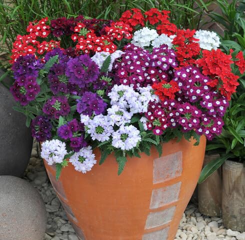 mixed verbena flower seeds