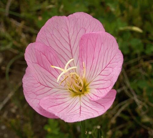 pink primrose flower seeds