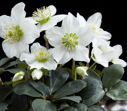 white helleborus flower seeds