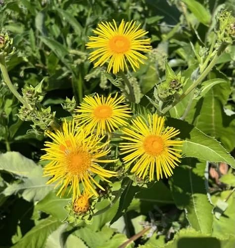 Yellow Elecampane Flowers Seeds