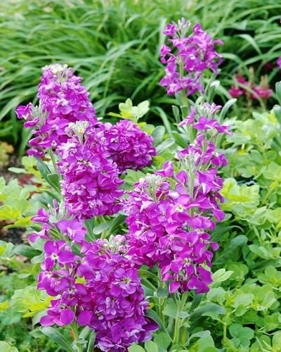 Purple Matthiola Flower Seeds