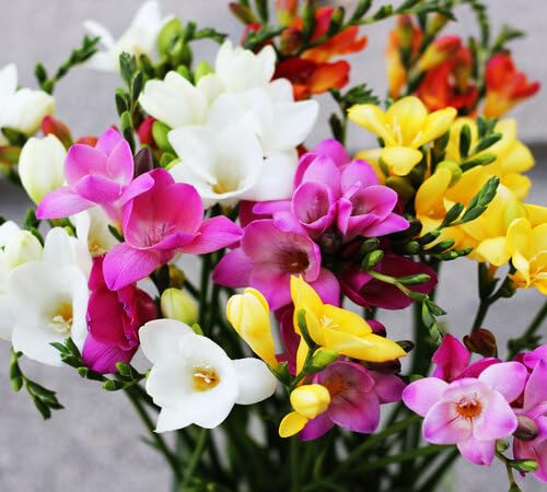 Mixed Freesia Flower Seeds