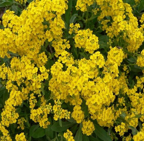 Yellow Alyssum Flower Seeds