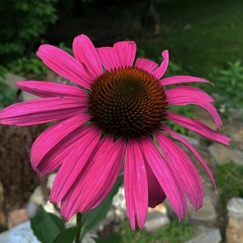 Pink Echinacea Flower Seeds