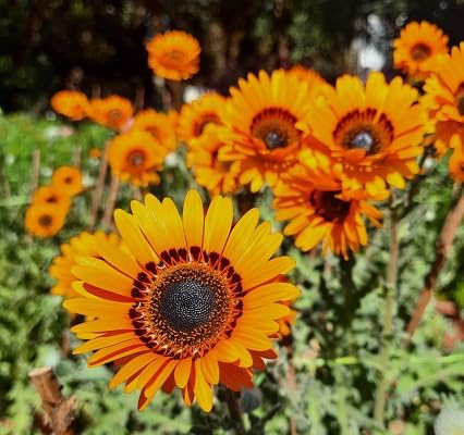 Orange Arctotis fastuosa Flower Seeds