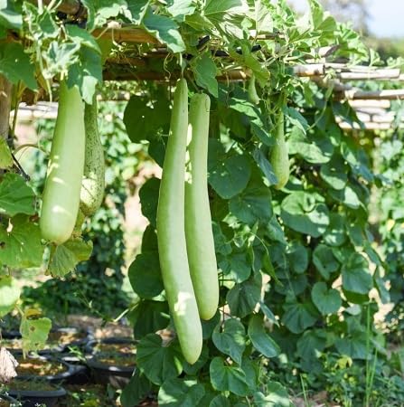 Sicilian Zucchini vegetable seeds for Home Gardening, Healthy Seasonal Vegetable Planting for kitchen garden planting