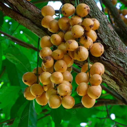 Brown Baccaurea ramiflora Fruit fruit seeds for organic garden planting