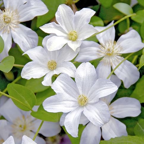 Clematis Flower Seeds