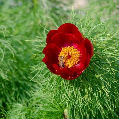 Red Paeonia tenufolia Flower Seeds