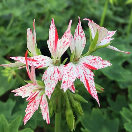 Red White Pelargonium Flower Seeds