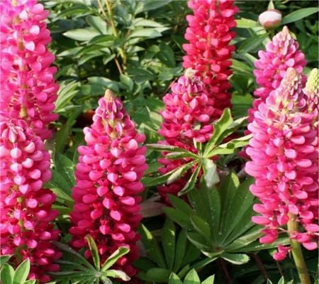 Lupine Flower Seeds