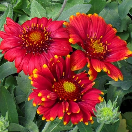 Red Grandiflora Flower Seeds