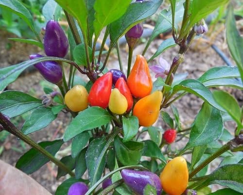 Mixed Bolivian Rainbow Chili Pepper vegetable seeds - Heirloom, Organic, Non Gmo Garden Seeds for kitchen garden planting