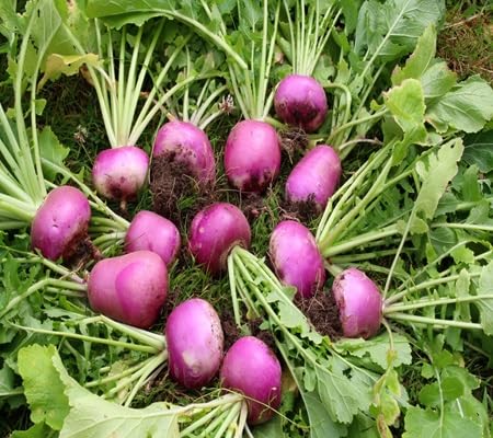 Turnip Vegteable Seeds vegetable seeds - Heirloom, Organic, Non Gmo Garden Seeds for kitchen garden planting