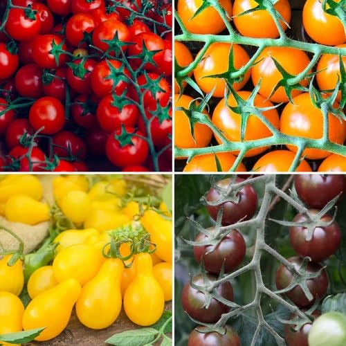 Mixed Tomato vegetable seeds vegetable seeds for Home Gardening, Healthy Culinary Garden Variety for kitchen garden planting