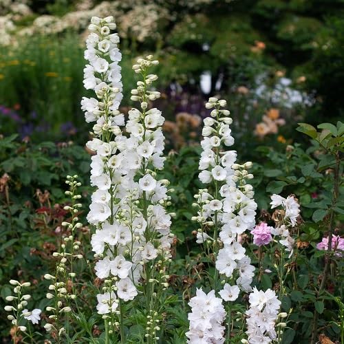 delphinium flower seeds flower