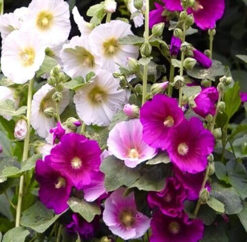 Orange Mimulus Flower Seeds