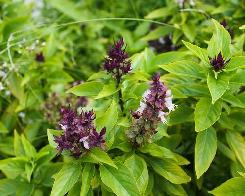 Basil Plant Seeds herb seeds - backyard growing, non gmo garden seeds