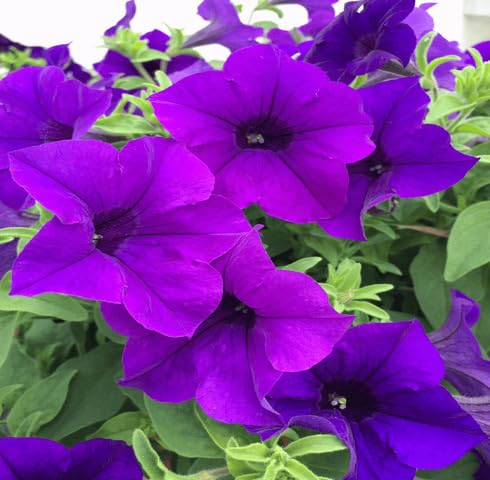 Violet Petunia Flower Seeds