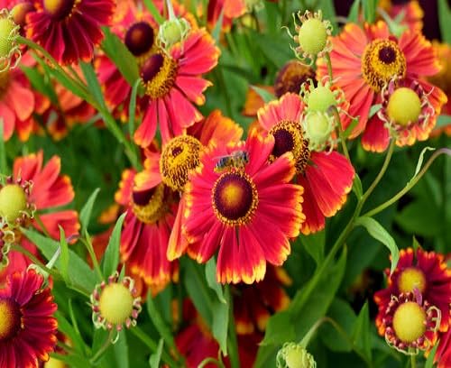 Red Achillea Ballerina Flower Seeds
