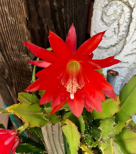 Red Epiphyllum Flower Seeds