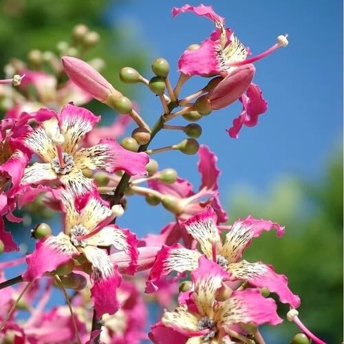 Pink Ceiba speciosa Flower Seeds