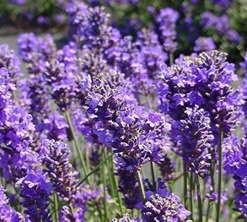 Lavender Lavandula Flower Seeds
