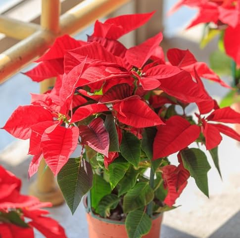 Poinsettia Flower Seeds Heirloom Non GMO High Germination Organic Garden Seeds for Colorful - Heirloom Non GMO High