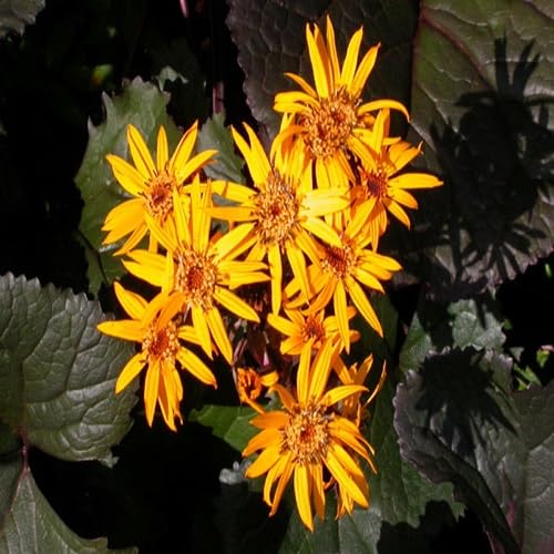 Yellow ligularia Flower Seeds