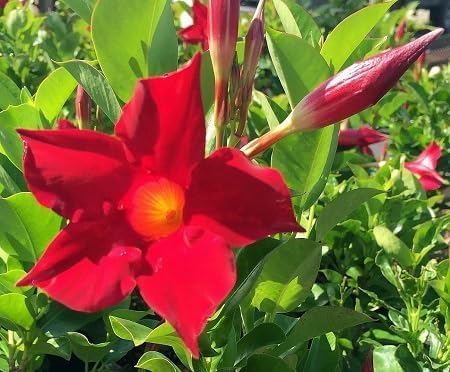 Mandevilla Flower Seeds