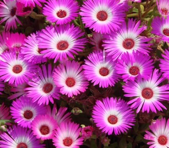Pink Dorotheanthus Flower Seeds