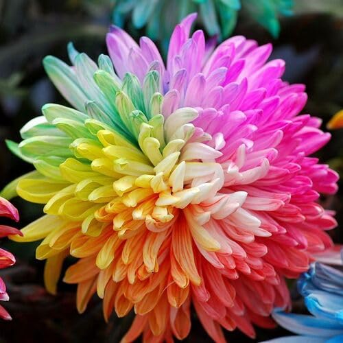 Rainbow Chrysanthemum Flower Seeds