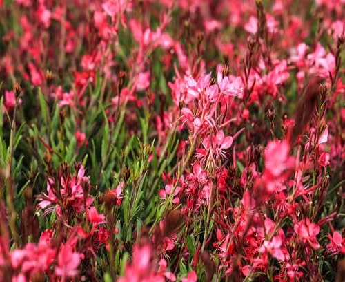 Red Gaura Flower Seeds