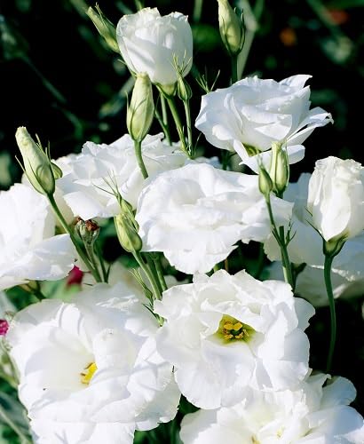 White Eustoma Lisianthus Flower Seeds