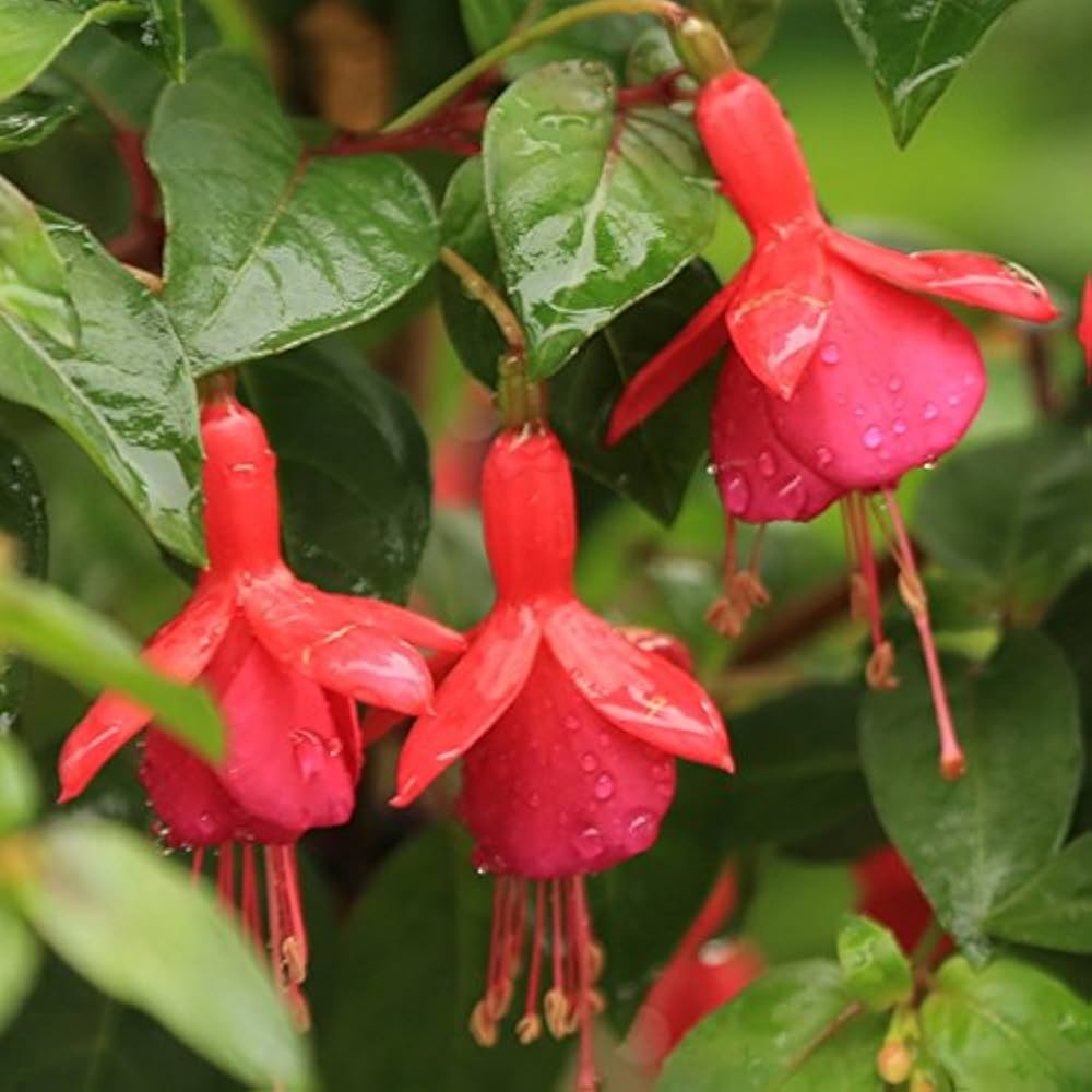 Fuchsia Flower Fuchsia Spp