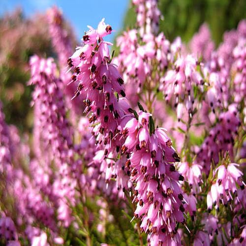 Pink Calluna Flower Seeds